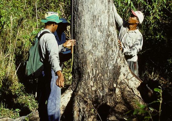 Field assistants measure mahogany tree diameter near the agricultural town of Agua Azul in southeast Pará, Brazil.  Photo by J. Grogan