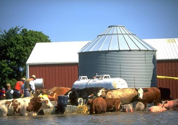 A barn with livestock