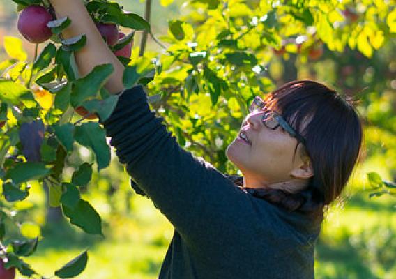 A woman picking apples