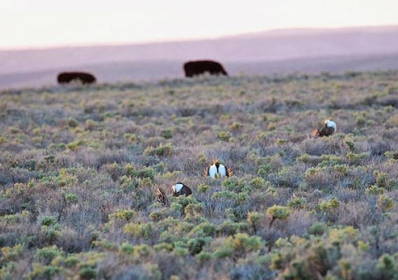 Sage-grouse on land