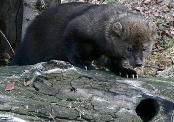 Rat poison used on illegal marijuana farms pose a threat to fishers (pictured) and other forest animals. 