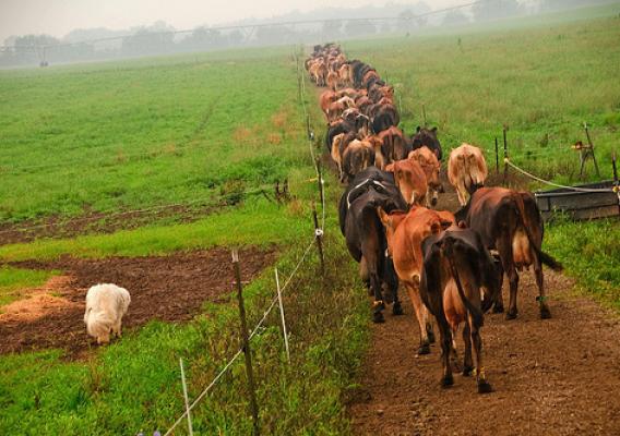 The basic rule for organic agriculture is to allow natural substances and prohibit synthetic. For livestock like these healthy cows, however, vaccines play an important part in animal health—especially since antibiotic therapy is prohibited.