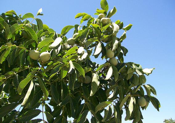 A walnut tree in Philbrick Farms