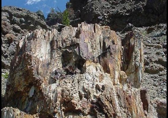 A fossilized tree stump on the Gallatin National Forest. The stump is part of a huge forest that was buried in a volcanic eruption 50 million years ago. (U.S. Forest Service photo)