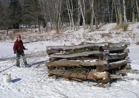 Recycled trees placed in a fish crib. (U.S. Forest Service)