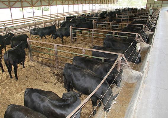 Cattle at a farm