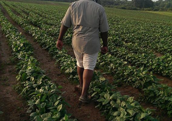 Small grower Warren Ford in a field