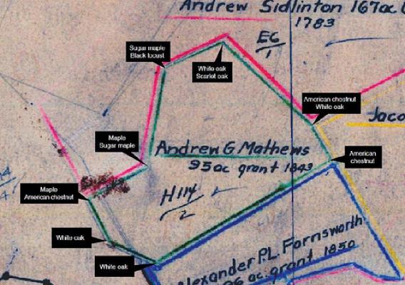 Trees on historic survey maps were used to determine property lines (photo credit: Melissa Thomas-Van Gundy, U.S. Forest Service)