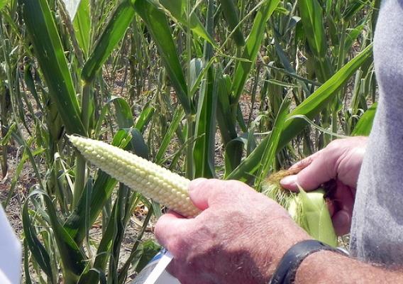 Farmer Doug Goyings examines the drought-damaged corn on his farm in Paulding County, OH on Tuesday, July 17, 2012. USDA photo by Christina Reed.