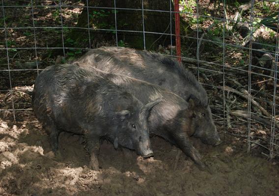 Feral swine are not native to the United States. They are a cross between feral domestic swine introduced by Spanish explorers in the 1500s and the Eurasian boar. (Dana Johnson, USDA-APHIS)