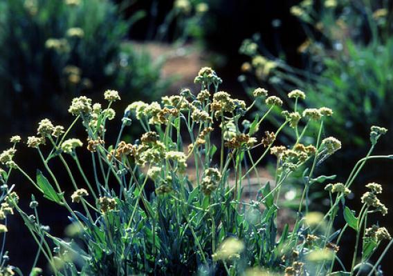 Guayule, a desert shrub