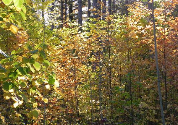 Drought-stressed saplings