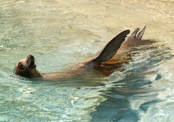 A sea lion basking in the sun