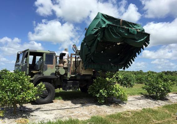 A thermotherapy truck covering infected citrus trees