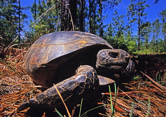 Gopher tortoise