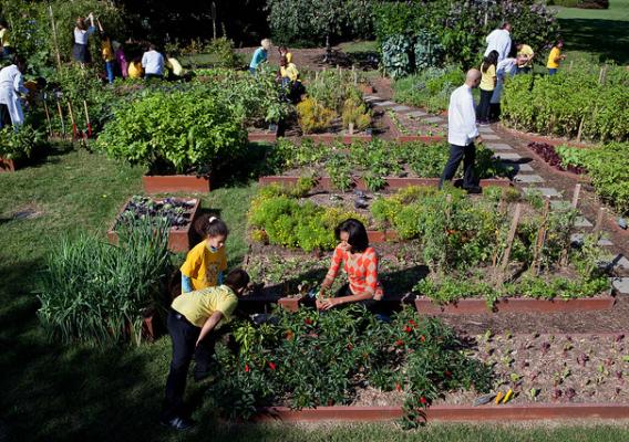 First Lady Michelle Obama and White House Chefs join children from Bancroft and Tubman Elementary Schools to harvest vegetables during the third annual White House Kitchen Garden fall harvest on the South Lawn, Oct. 5, 2011. (Official White House Photo by Chuck Kennedy)