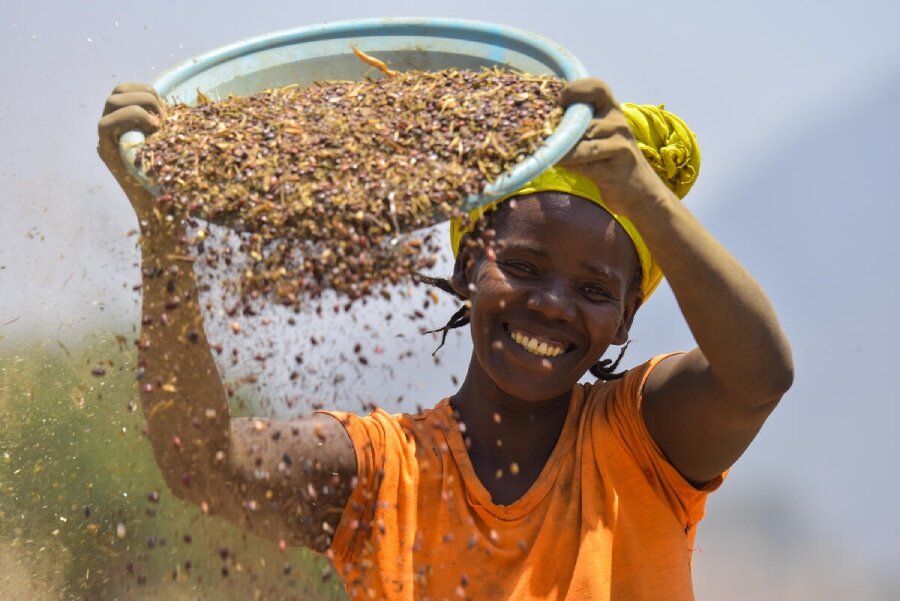 A member of a farming cooperative in Ethiopia sifts beans that will be used in WFP-supported Home Grown School Feeding programmes. Photo: WFP/Michael Tewelde