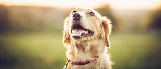 Dog at sunset - Zoetis