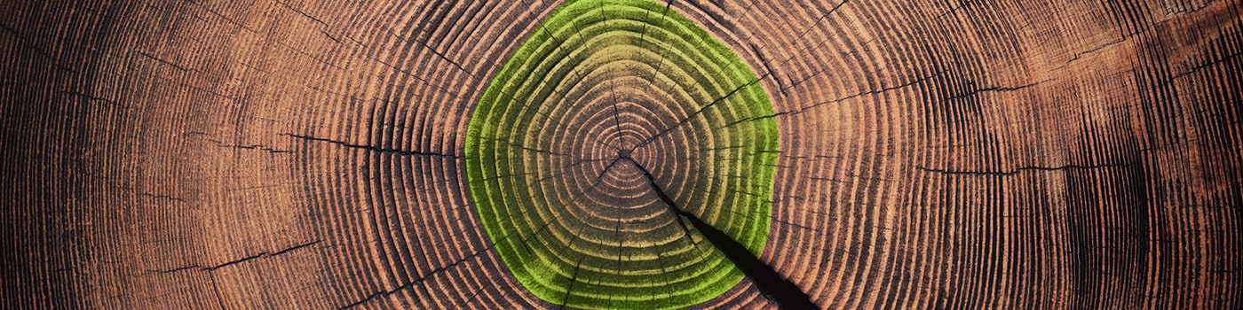 Image of tree rings