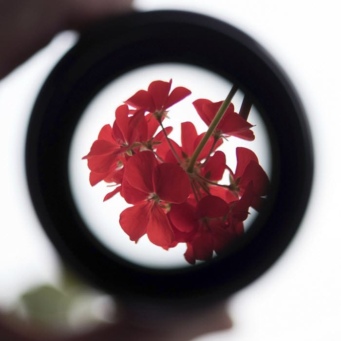 flowers, lense