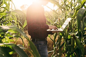 farmers working farm land