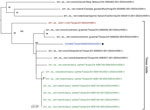 Phylogenetic tree of the concatenated genome in study of avian influenza A(H5N1) virus among dairy cattle, Texas, USA. Maximum-likelihood phylogenetic tree inferred for the A/cattle/Texas/5628356283/2024 (H5N1) virus isolated in this study (blue text) and 15 other closely related HPAI H5N1 viruses downloaded from GISAID (https://www.gisaid.org). Bootstrap values are provided for key nodes. The clade of 13 Texas viruses collected during March 2024 is labeled. Red text indicates human case (A/Texas/37/2024) and green text indicates cattle viruses collected from other farm(s) in Texas. Branch lengths are drawn to scale. Scale bar indicates number of substitutions per site.