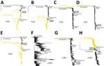 Phylogenetic trees for 8 genome segments in study of avian influenza A(H5N1) virus among dairy cattle, Texas, USA. Maximum-likelihood phylogenetic trees inferred for each of the 8 segments of the influenza A virus genome, including A/cattle/Texas/56283/2024(H5N1) isolated in this study (positioned in the Texas Cattle clade defined in Figure 1) and 3516–3644 H5N1 sequences (depending on the segment) from North America and South America, collected December 21, 2021–March 28, 2024, that were downloaded from GISAID (https://www.gisaid.org) on April 10, 2024. A) Polymerase basic 1; B) polymerase basic 2; C) polymerase acidic; D) hemagglutinin; E) nucleoprotein; F) neuraminidase; G) matrix; H) nonstructural. Outbreaks in Maine harbor seals and gray seals (June 2022), Minnesota goats (March 2024), and Texas cattle/humans (March 2024) are labeled. The American and Eurasian avian influenza lineage are labeled. All branch lengths drawn to scale. Scale bars indicate number of substitutions per site.