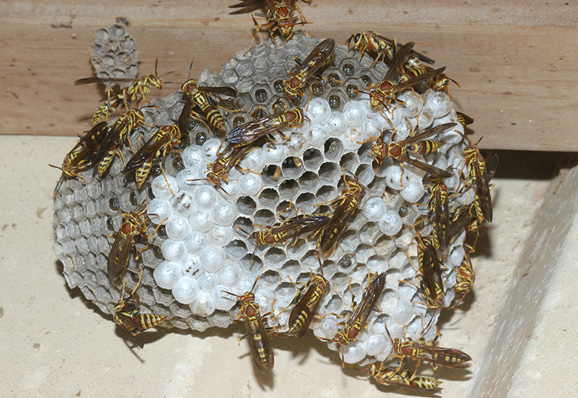 A paper wasp nest with a few dozen workers and capped and uncapped brood cells.