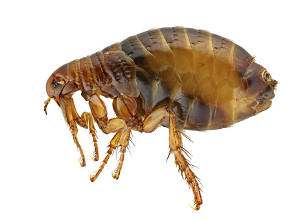 Close-up of a single adult flea. 