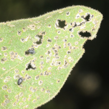 Close-up of a green leaf with many tiny holes.