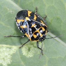 Harlequin bug described in text.