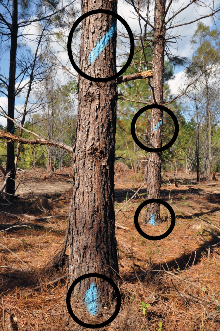 Two trees in a forest marked with blue paint, at both eye level and ground level.