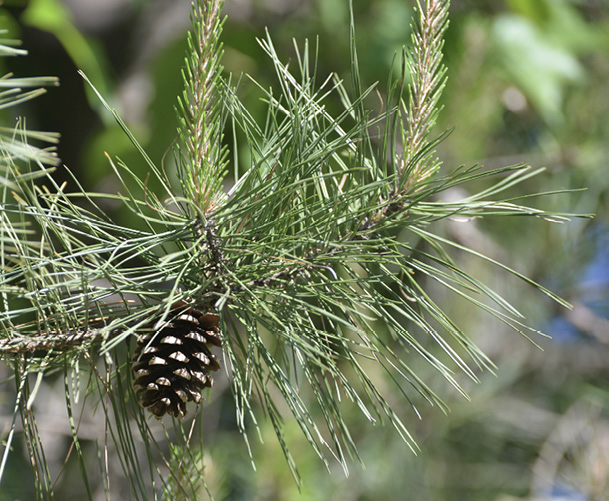 Close up of pine needles and one pine cone.