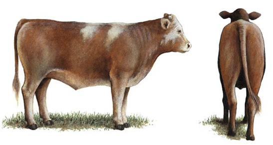 Side and rear view of a No. 2 feeder calf.