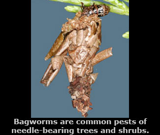 bagworms attacking a needle-bearing tree.