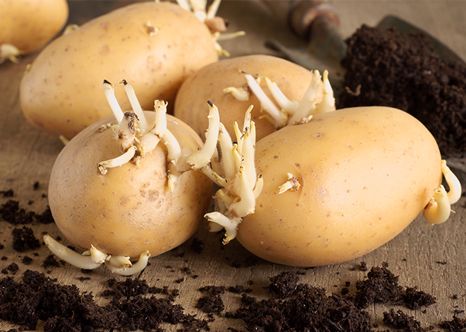 Potatoes sprouting on wooden table