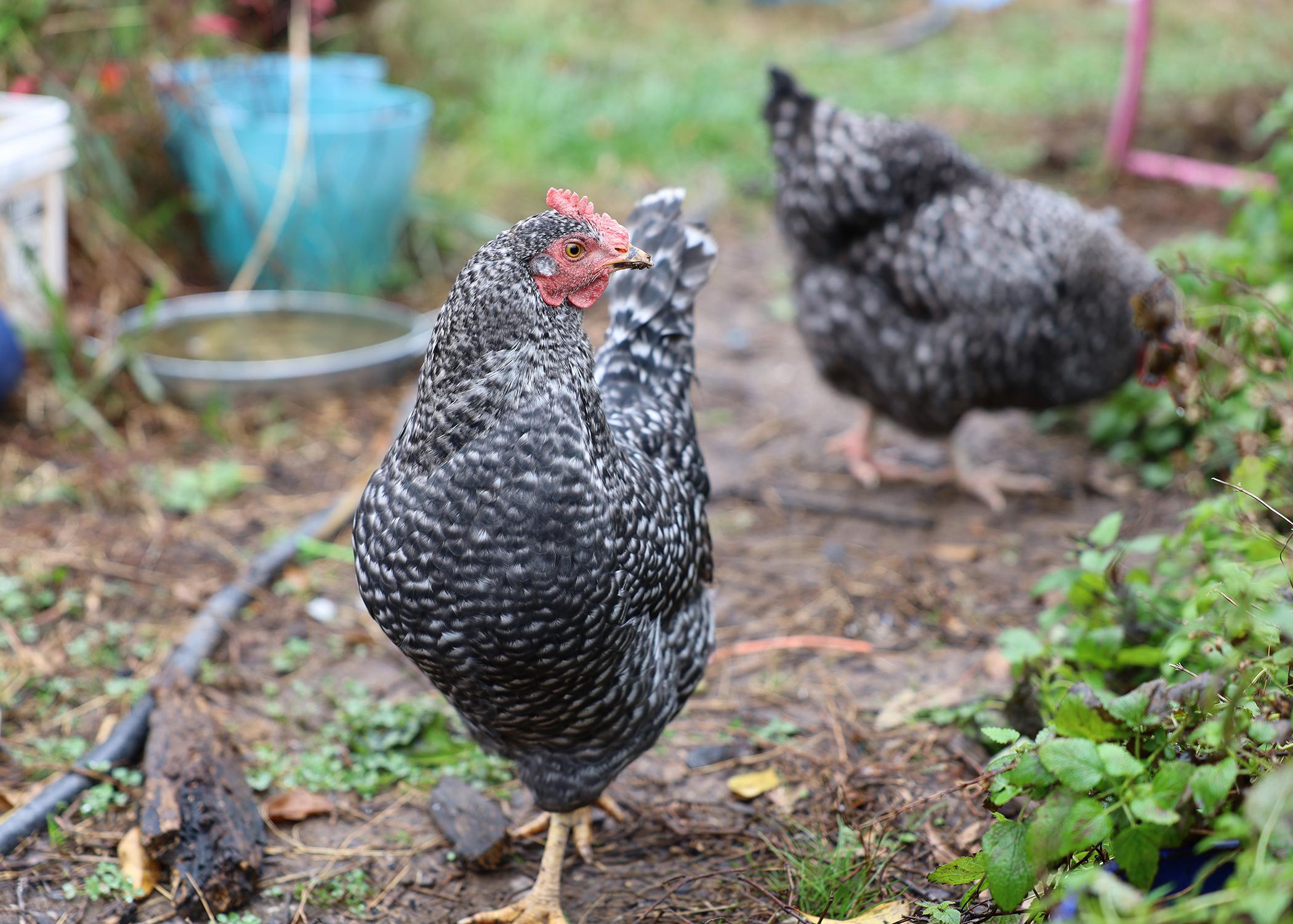 Two black chickens in a garden.