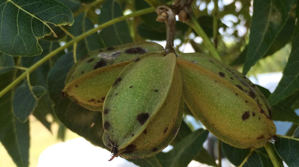 Scab on pecan shucks.