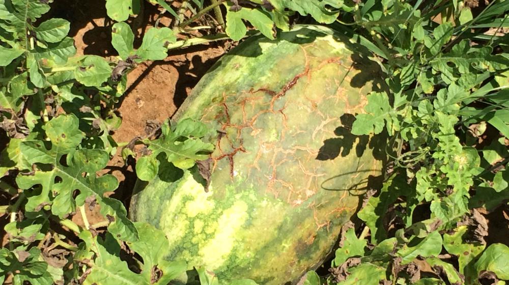 Bacterial fruit blotch on a watermelon.