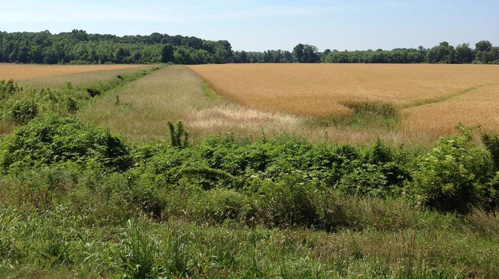 Vegetative buffer strip.