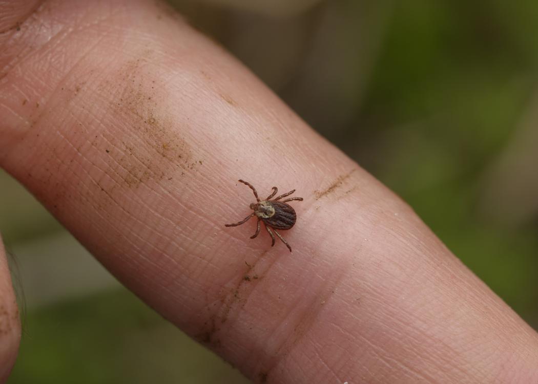 A brown tick on a finger. 