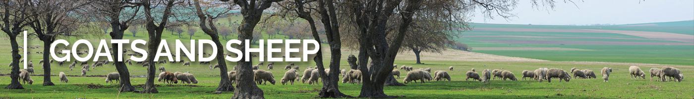 Small ruminants grazing in green pastures with a few trees.