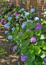 A row of plants has pink, purple and blue blooms.