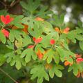 Sassafras Tree Leaves