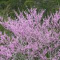 Eastern Redbud Tree with pink flowers.