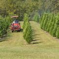 A man on a tractor drives through Christmas trees.