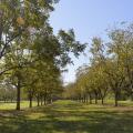 Two rows of trees extend into the distance.