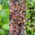 A collage of photos of hydrangeas, loropetalums and azaleas