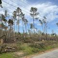 Tornado damaged pine trees.