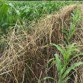 Green plants grow in rows surrounded by brown grass stems.